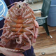 Imagen para el artículo titulado Investigadores encuentran en las profundidades del océano una gigantesca “cucaracha marina”